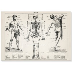 Постер "Антична ілюстрація людського тіла. Ларусс, П'єр Оже і Клод. 1900"