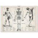 Постер "Античная иллюстрация человеческого тела. Ларусс, Пьер Ож и Клод. 1900 г"