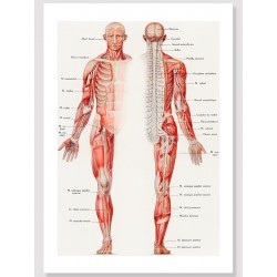 Постер "Старовинний анатомічний плакат. Тіло людини"
