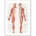 Постер "Винтажный плакат по анатомии. Тело человека"