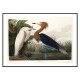 Постер "Пурпурна чапля. Джон Джеймс Одубон. 1835"