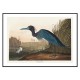 Постер "Синий журавль или цапля. Джон Джеймс Одюбон. 1836"