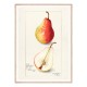 Постер "Vintage Pear. Botanical illustration"