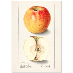 Постер "Vintage Apple. Botanical illustration"