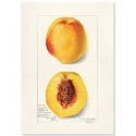 Постер "Vintage Peach. Botanical illustration"