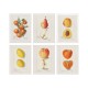 Постер "Vintage Persimmon. Botanical illustration"