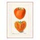 Постер "Vintage Persimmon. Botanical illustration"