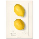 Постер "Vintage Lemon. Botanical illustration"
