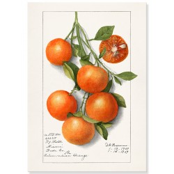 Постер "Vintage Orange. Botanical illustration"