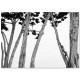 Постер "Кендалл на деревах. Фотограф Рассел Джеймс"