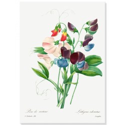 Постер "Botanical flowers"