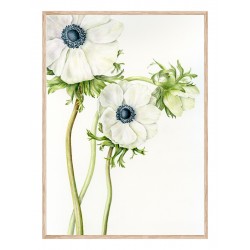 Постер в рамці "Anemone Flower Art" розмір на вибір