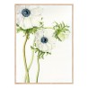 Постер в рамці "Anemone Flower Art" розмір на вибір