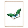 Постер в рамці "Butterfly vintage illustration " розмір на вибір