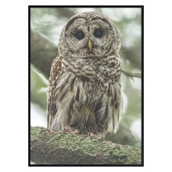 Постер в рамке "Owl"
