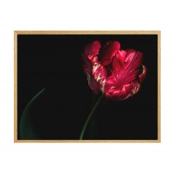 Постер в рамке "Tulip"