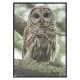 Постер "Cute Owl"