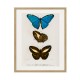 Постер в рамке "Botany. Butterflies"