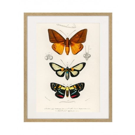Постер в рамке "Botany. Butterflies"