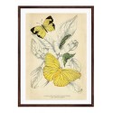 Постер в рамці "Botany. Butterflies"