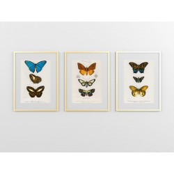 Комплект постеров в рамках "Botany. Butterflies"