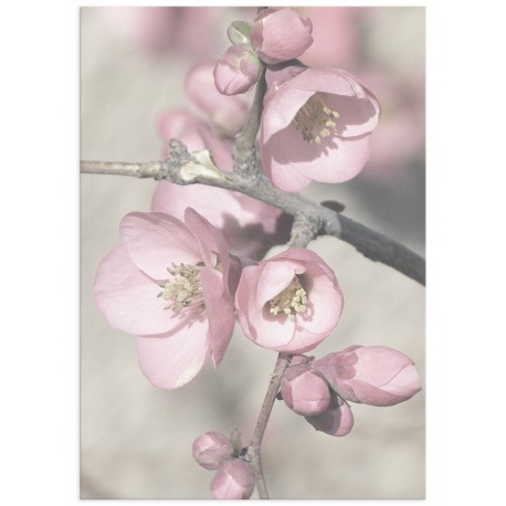 Постер "Cherry blossom"
