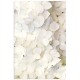 Постер "White Flower"