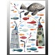 Постер "Ловец рыбок"