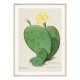 Постер "Botany. Cactus"