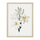 Постер "Botany. Flowers"