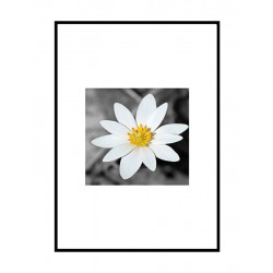 Постер в рамці "Spring Flower"