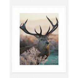 Постер в рамке "Deer"