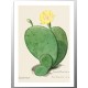Комплект постерів "Cactus"