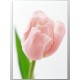 Комплект постеров "Pink tulip"