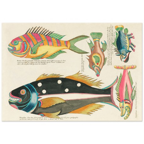 Постер "Психоделические рыбы Луи Ренара (1678–1746)"