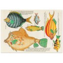 Постер "Психоделические рыбы Луи Ренара (1678–1746)"