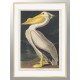 Постер "Американський білий пелікан. Джон Джеймс Одубон (1836)"