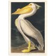 Постер "Американский белый пеликан. Джон Джеймс Одюбон (1836 г.)"