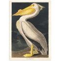 Постер "Американский белый пеликан. Джон Джеймс Одюбон (1836 г.)"