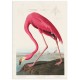 Постер "Американский фламинго. Джон Джеймс Одюбон (1838 г.)"