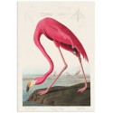 Постер "Американский фламинго. Джон Джеймс Одюбон (1838 г.)"