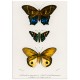 Комплект постерів "Botanical. Butterflies"