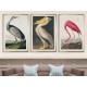 Комплект постерів в рамках "Birds. John James Audubon"
