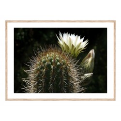 Постер в рамке "Cactus"