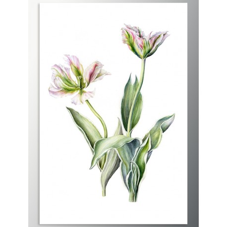 Постер "Tulips"