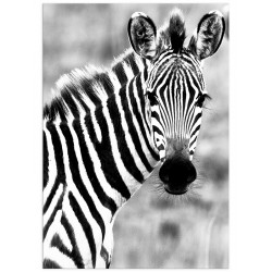 Постер "Zebra"