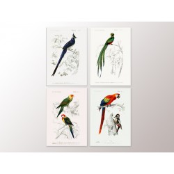 Комплект постеров "Birds"