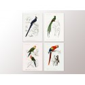 Комплект постерів "Birds"