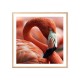 Постер "Flamingo"
