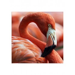Постер "Flamingo"